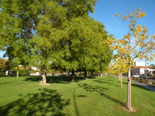  aménagements de l'avenue des Sapins